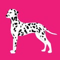 Black white dalmatin dog illustration. Royalty Free Stock Photo