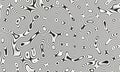 Black and white Damascus steel knife material pattern use for background and wallpaper