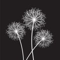 Black and white dandelion