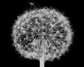 Black and white dandelion