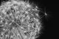 Black and white dandelion