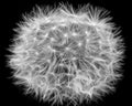 Black and white dandelion blowball closeup design