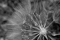 Black and White Dandelion Royalty Free Stock Photo