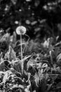 Black and White Dandelion Garden Background bokeh