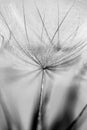 Black and white dandelion seed close-up on blurred background, airy and fluffy wallpaper, dandelion fluff wallpaper, macro Royalty Free Stock Photo