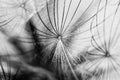 Black and white dandelion seed close-up on blurred background, airy and fluffy wallpaper, dandelion fluff wallpaper, macro Royalty Free Stock Photo