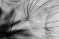 Black and white dandelion seed close-up on blurred background, airy and fluffy wallpaper, dandelion fluff wallpaper, macro Royalty Free Stock Photo