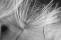 Black and white dandelion seed close-up on blurred background, airy and fluffy wallpaper, dandelion fluff wallpaper, macro Royalty Free Stock Photo