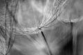 Black and white dandelion seed close-up on blurred background, airy and fluffy wallpaper, dandelion fluff wallpaper, macro Royalty Free Stock Photo