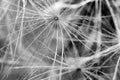 Black and white dandelion seed pattern