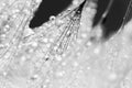 Black and white dandelion seeds with water drops Royalty Free Stock Photo