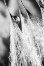 Black and white dandelion seeds with water drops Royalty Free Stock Photo