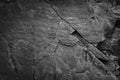 Black white dark gray grunge background. Stone rock texture. Mountain surface. Close-up. Like a concrete wall. Cracked broken. Royalty Free Stock Photo