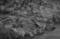 Black and white of a dazzle of zebras captured drinking water from a waterhole next to an arid hill