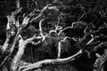 Black and white of dead arbutus branches contrasted agains dark foliage of evergreens behind