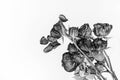 Black and white photo of dead wilted roses