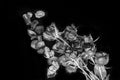 Black and white dead roses on the black background