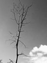 Black and white dead tree and sky Royalty Free Stock Photo