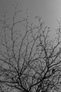 Black and white dead tree and sky Royalty Free Stock Photo
