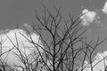 Black and white dead tree and sky Royalty Free Stock Photo