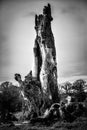 Solitary dead tree trunk in the landscape  black and white Royalty Free Stock Photo