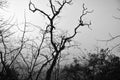 Black and white dead trees and plants symbolizing death and dying world due to climate change Royalty Free Stock Photo