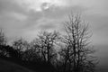 Dead plants and trees with no leaves and life and clouds in background, black and white composition depicting dying nature and the