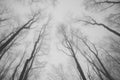 Black and white depressing photo of trees and their branches and gray sky. Foggy and frustrating morning Royalty Free Stock Photo