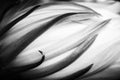 Black and White Detail Abstract Points and Petals Night Blooming Flower Royalty Free Stock Photo