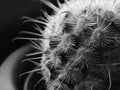 Black and white detail of cactus