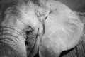 Black and white detail elephant