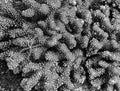 Black and white detail texture of coral on reef with brittle starfish on coral Royalty Free Stock Photo