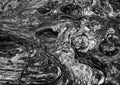 Black and White Detail Twisted Cypress Tree Wood Bark Royalty Free Stock Photo