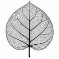 Black And White Detailed Leaf Skeleton Veins Pattern Royalty Free Stock Photo
