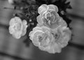 Black and White Dianthus aka Neilikka Flowers Royalty Free Stock Photo