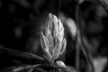 Black and white digital impasto rhododendron bud, using a shallow depth of field. Royalty Free Stock Photo
