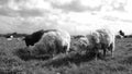 Black and white dirty sheep grazing in a rough field. Black and white footage clip - normal speed - 50 fps.