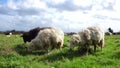 Black and white dirty sheep grazing in a rough green field. Normal speed full HD clip - 50 fps.