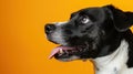 The Black and White Dog.AI generated image Royalty Free Stock Photo