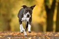 Black and white dog american bull terrier running down the road with trees in the background