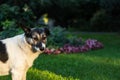 Black and white dog on the background of nature. Funny cute dog looks directly at the camera Royalty Free Stock Photo