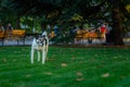 Black and white dog on the background of nature. Funny cute dog looks directly at the camera Royalty Free Stock Photo