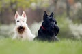 Black and white dog. Beautiful scottish terriers, sitting on green grass lawn, forest in the background, Scotland, United Kingdom Royalty Free Stock Photo