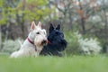 Black and white dog. Beautiful scottish terriers, sitting on green grass lawn, forest in the background, Scotland, United Kingdom Royalty Free Stock Photo
