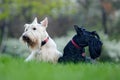 Black and white dog. Beautiful scottish terriers, sitting on green grass lawn, forest in the background, Scotland, United Kingdom Royalty Free Stock Photo