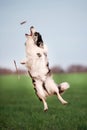 Black and white dog border collie jump for stick in field Royalty Free Stock Photo