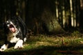 black and white dog border collie Royalty Free Stock Photo