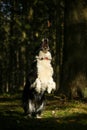 black and white dog border collie Royalty Free Stock Photo