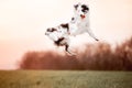 Black and white dog border collie jump in to the sky in field Royalty Free Stock Photo