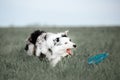 Black and white dog border collie jump for toy in grass Royalty Free Stock Photo